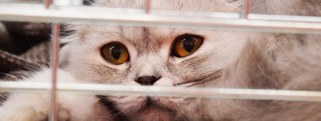 11 Steps To Find A Lost Cat