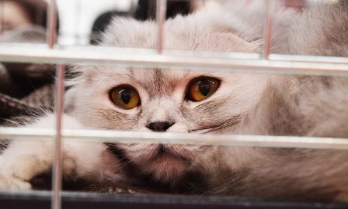 11 Steps To Find A Lost Cat