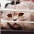 11 Steps To Find A Lost Cat